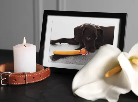 dog cremation Jerseyville IL